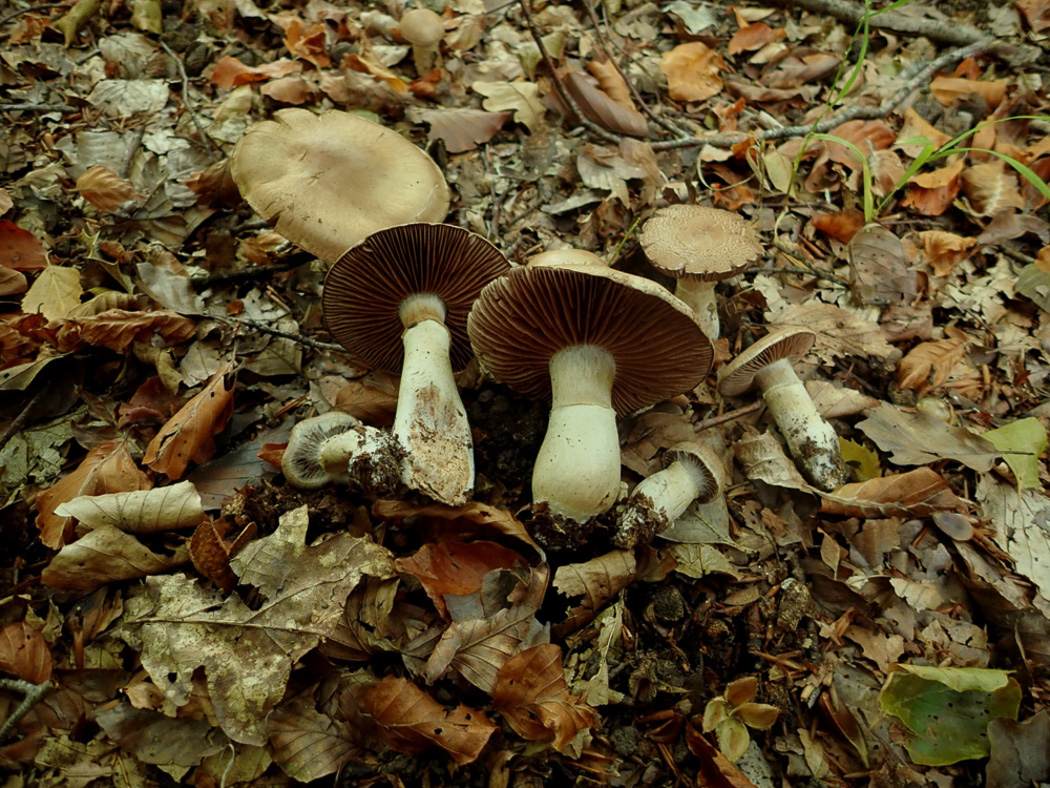Photo © Penny Cullington Cortinarius torvus by Penny Cullington